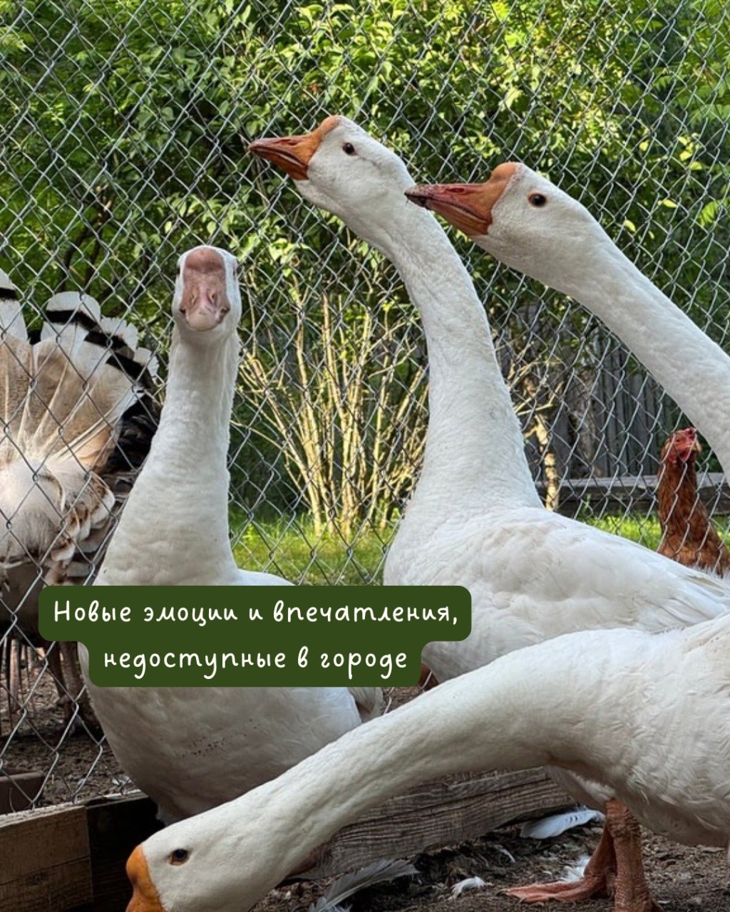 Почему стоит провести выходные за городом?