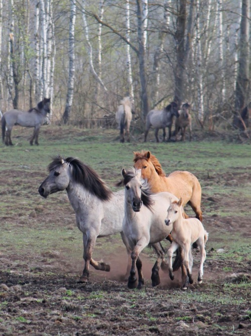 Популярные направления