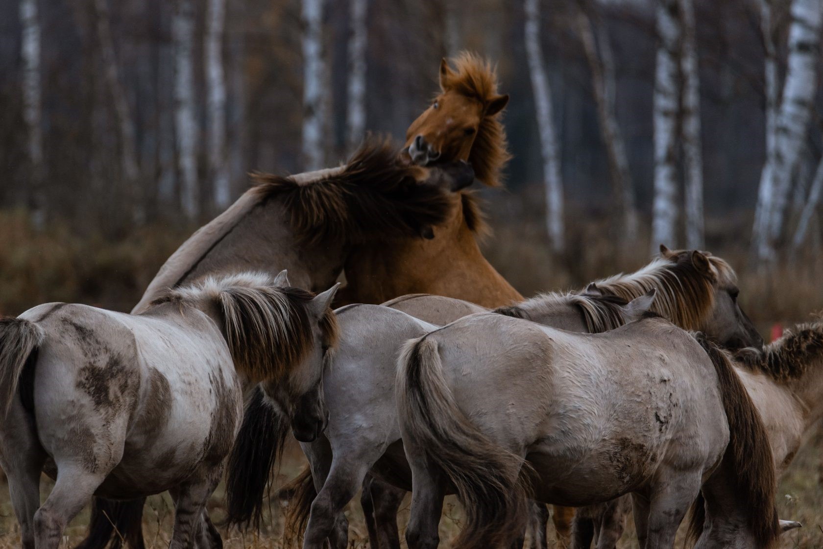 Маршрут туристического путешествия на квадрациклах «Экотропа «Сябрыньский перекресток» - Плейстоценовый парк»
