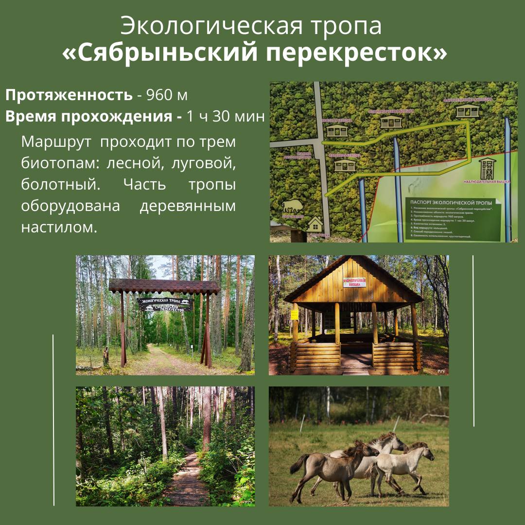 Экотропа «Сябрыньский перекресток»